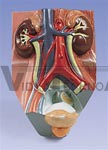 Urinary System Model, male, 0.75 times full-size